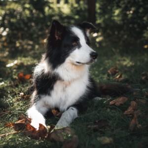 Schulhund Lenny Schulhund Lenny